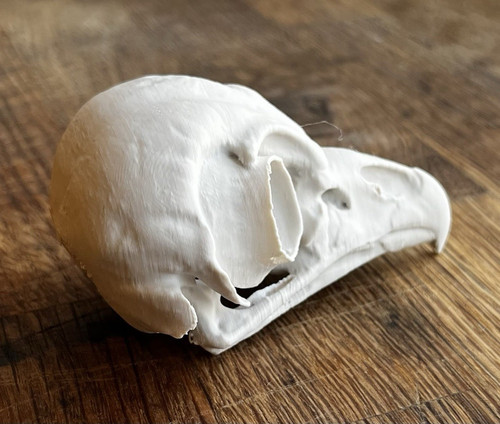 Barred owl skull replica - ,