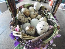 12 X Jumbo Quail EGGS MIXED