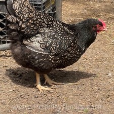 Double silver laced - (6+),
