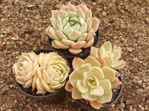 Echeveria succulent - 3,