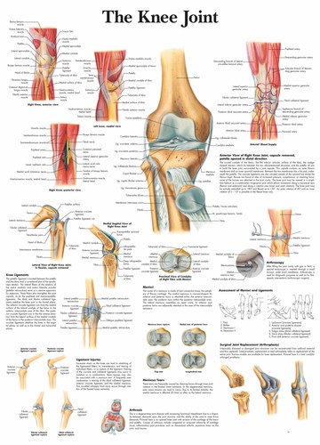 The knee joint posters and - joint,