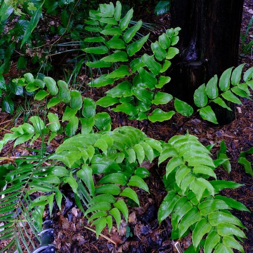 Cyrtomium macrophyllum hardy - |,
