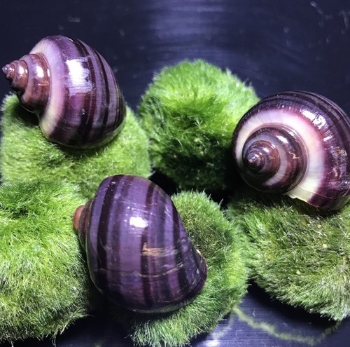 Purple mystery snails free - mystery,