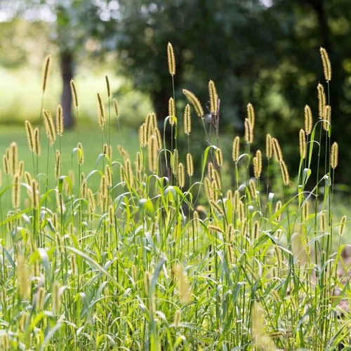 Timothy grass seeds grow - timothy,