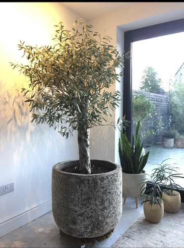 Mature olive tree - mature, potted.