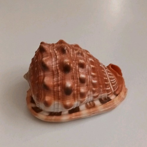 Beautiful cypaecassis rufa - cypaecassis,
