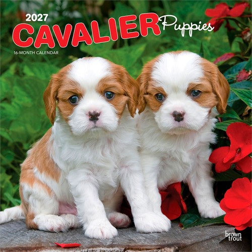 Cavalier king charles - charles, spaniel