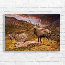Proud Deer Majestic Stag And