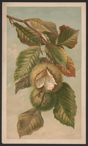 Photo american chestnut - photo:american,