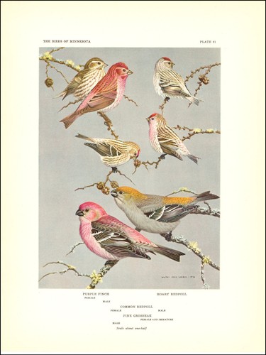1936 vintage print - 1936,