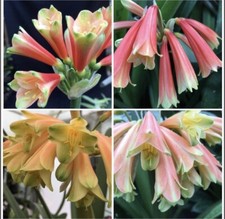 Clivia Interspecific