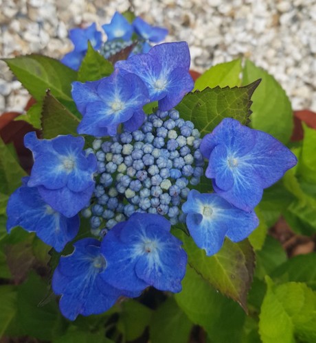 Hydrangea macrophylla