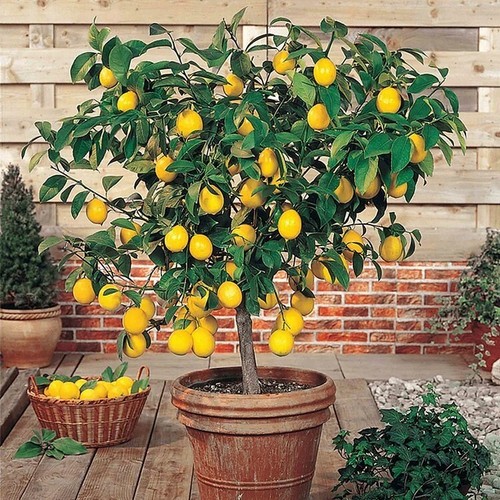 30pcs perfume lemon seeds - lemon,