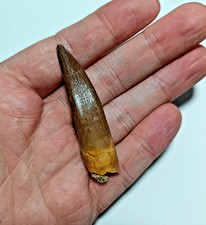 Large 6cm Quality Plesiosaur