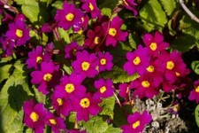 Primula Wanda in a 9cm pot 