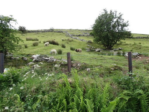 Photo grazing land on - land,