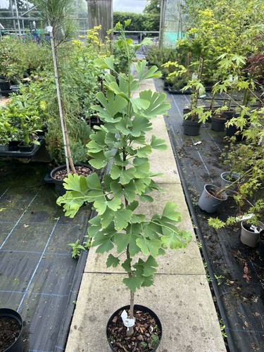 Ginkgo biloba maidenhair - -,