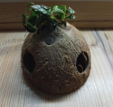 Anubias nana petite coconut - anubias, on