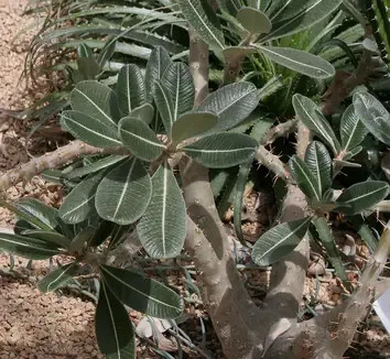 Pachypodium rosulatum subsp