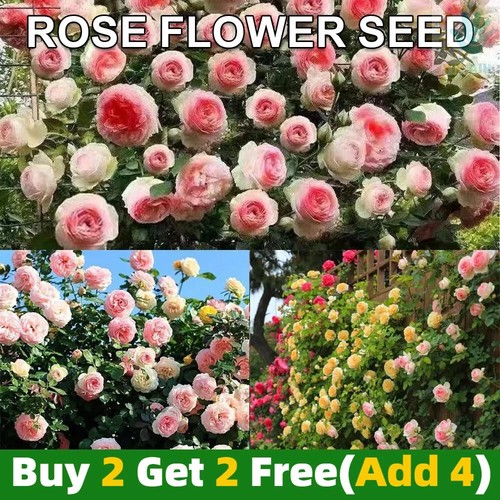 200pcs climbing rosebud seeds - climbing,