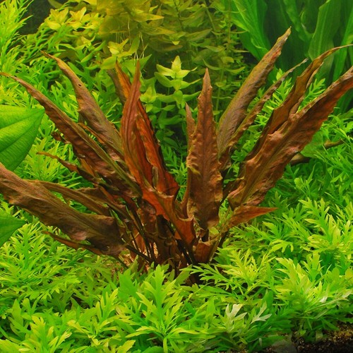 Cryptocoryne wendtii red live - cryptocoryne,