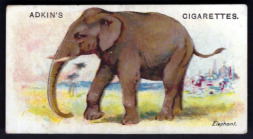 Adkin wild animals of the - -,