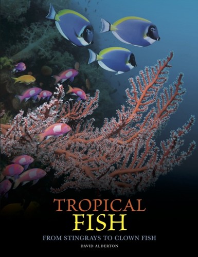 Tropical fish from - fish,