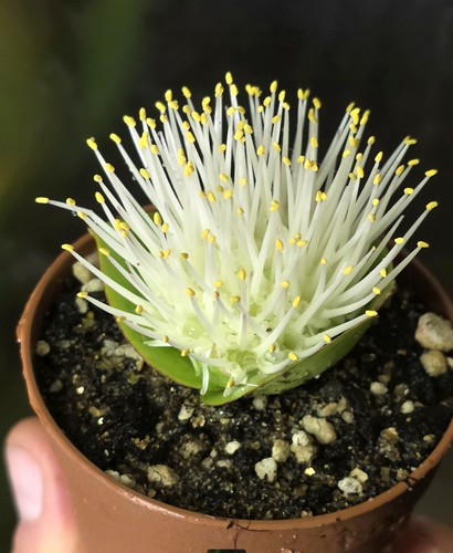 Massonia sp1 adult - sp1,
