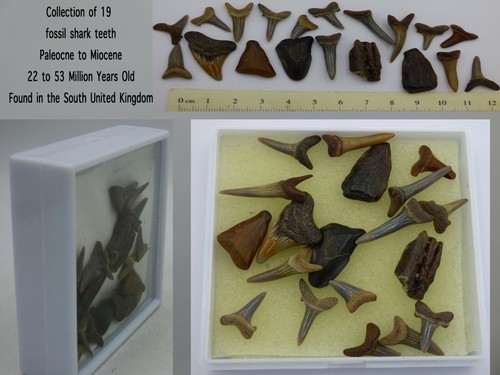 Prehistoric fossil shark teeth - fossil,