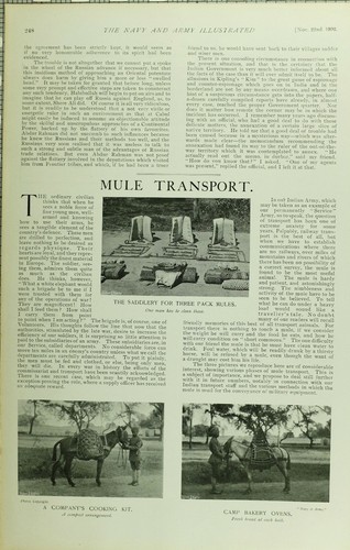 1902 print mule transport - print,