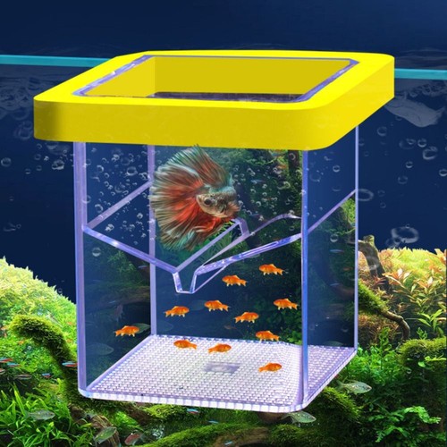 Aquarium breeder box - aquarium,