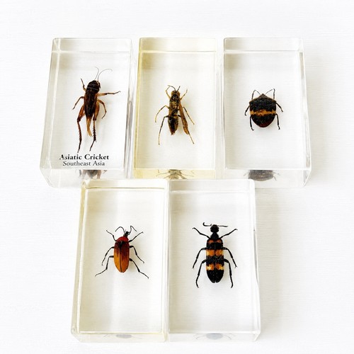 Vintage resin insect specimen - resin,