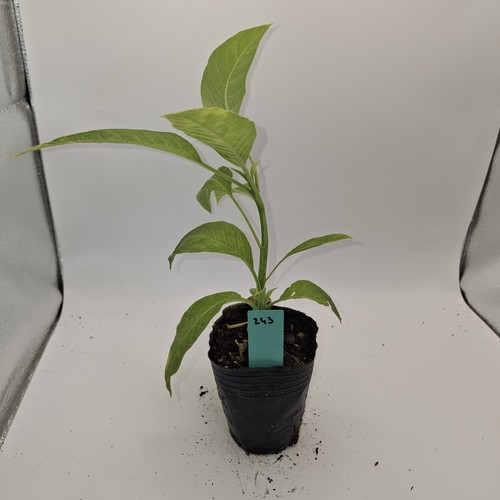 Brugmansia single white rooted - single,