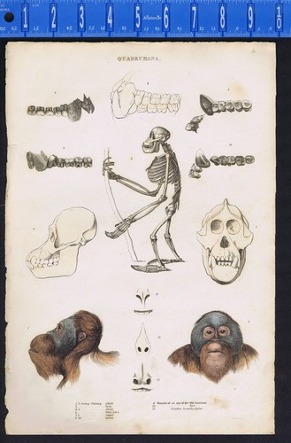 Quadrumana orang outang - quadrumana,,