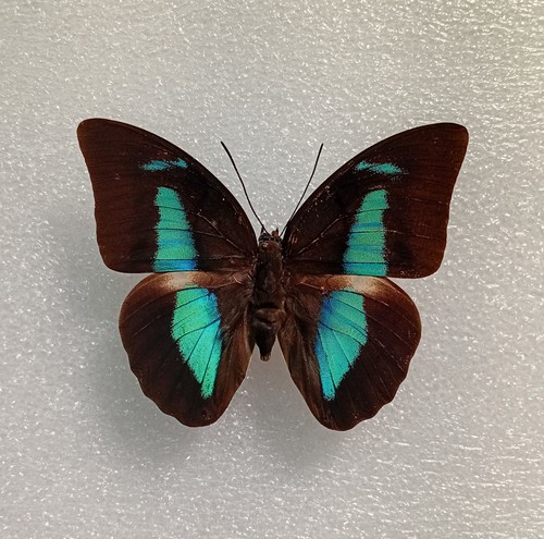 Archaeoprepona demophon