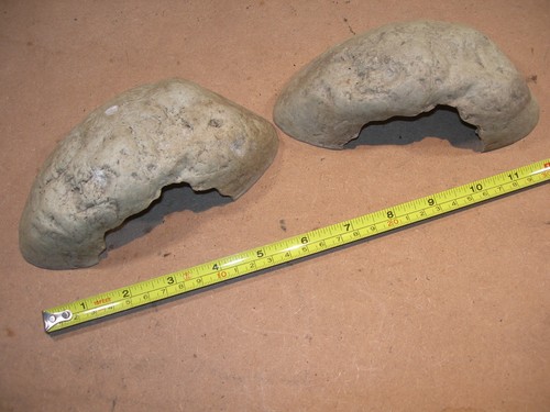 Reptile frog vivarium - reptile,