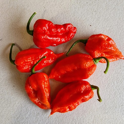Chilli pepper trinidad - chilli, 'trinidad
