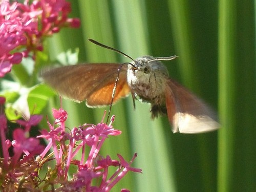Photo 6x4 hummingbird - 6x4,