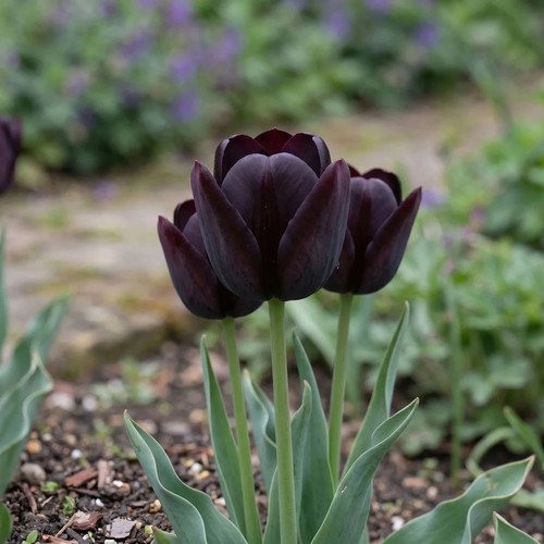 Tulip queen night bulbs x10 - tulip,