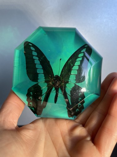 Vintage butterfly octagonal - vintage,