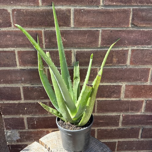 Aloe vera plant - aloe, pot