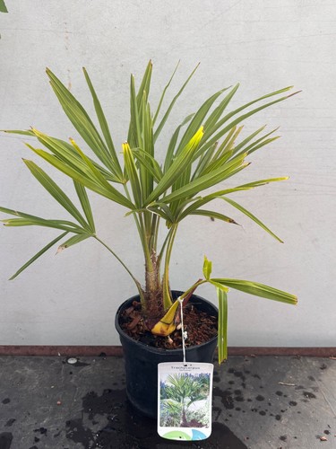 Trachycarpus fortunei windmill