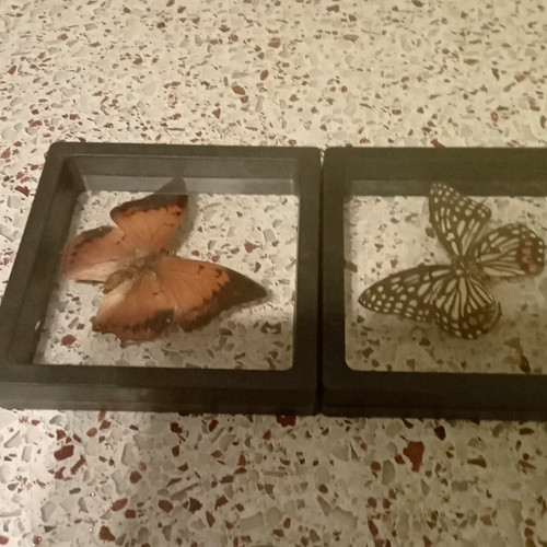 Mounted butterfly moth - mounted, butterfly/moth