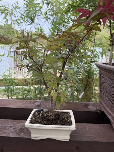 Japanese maple bonsai tree - bonsai,