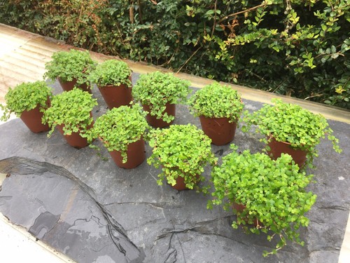 10x green helxine soleirolii - green,