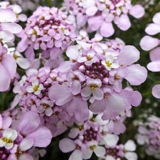 Iberis plug plants - plug, evergreen