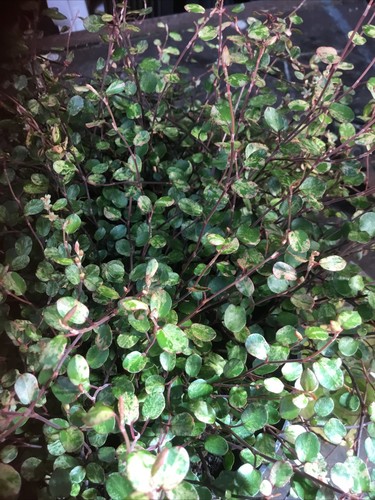 Muehlenbeckia complexa - muehlenbeckia,