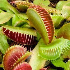 Venus fly trap dionaea - venus,