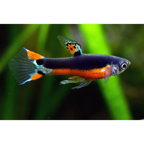 Rare poecilia wingei santa - poecilia,