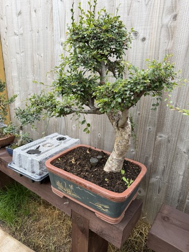 Large chinese elm tree - tree, bonsai